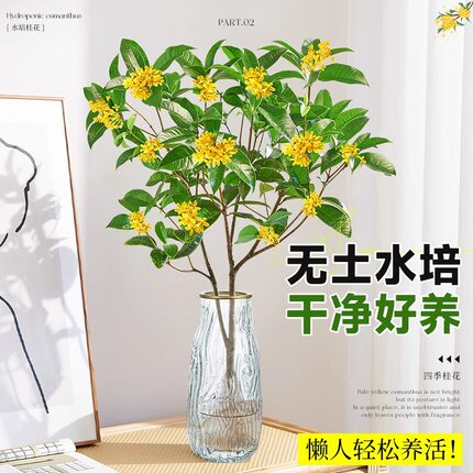 水培桂花盆栽树苗带花苞浓香室内办公室桌面水养四季桂花绿植花卉