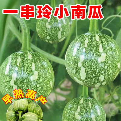 南瓜种籽一串玲小南瓜种子爬藤嫩早熟高产花皮小青瓜葫芦种子孑