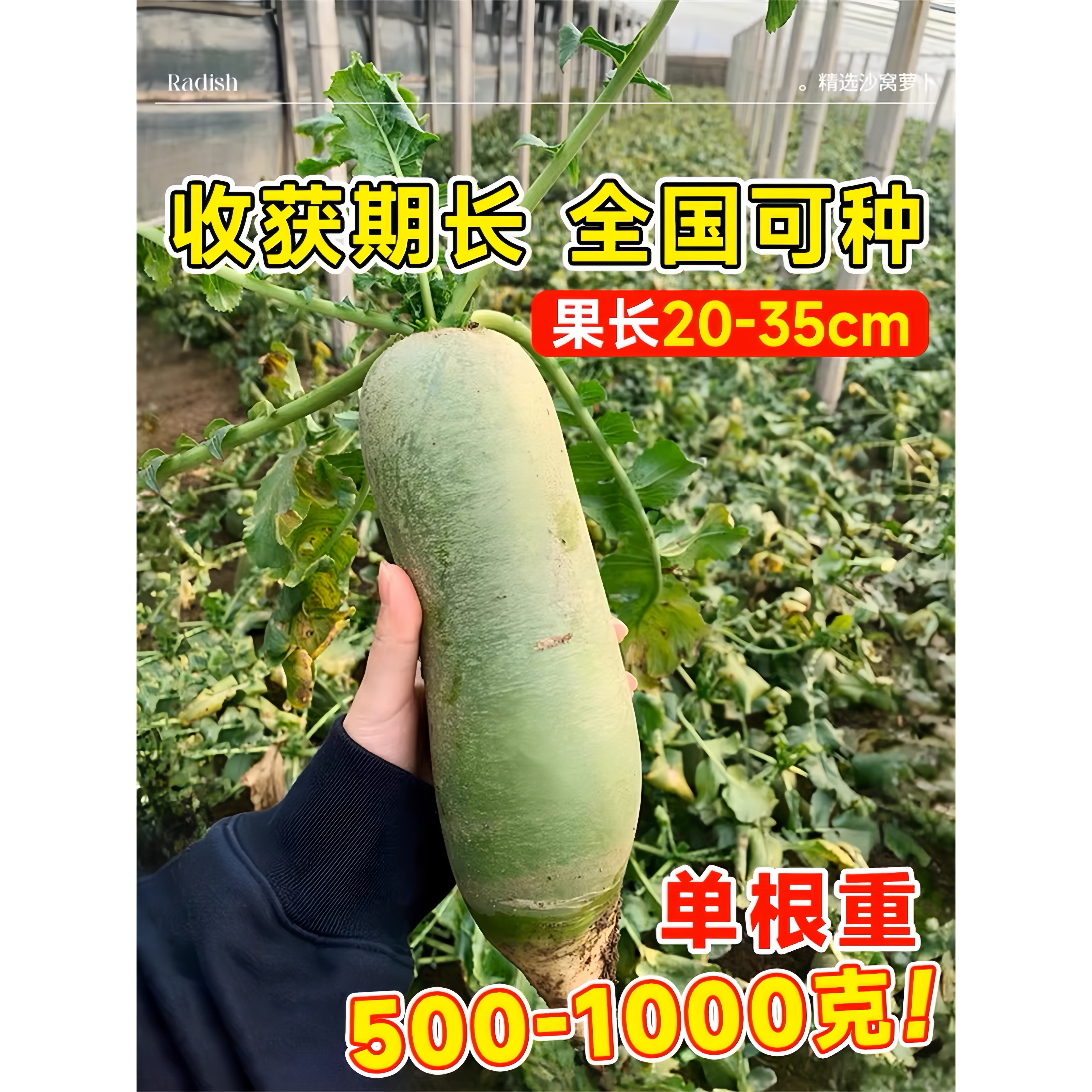 冰糖水果萝卜种子生吃脆甜农家蔬菜种四季播种阳台盆栽绿萝卜种籽