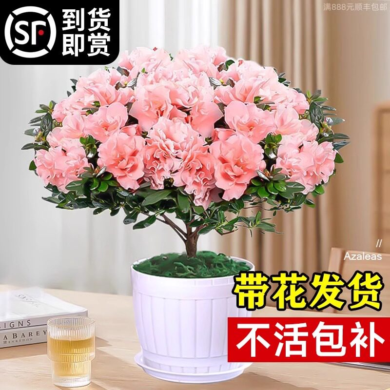 杜鹃花盆栽带花苞花卉植物室内盆杜鹃
