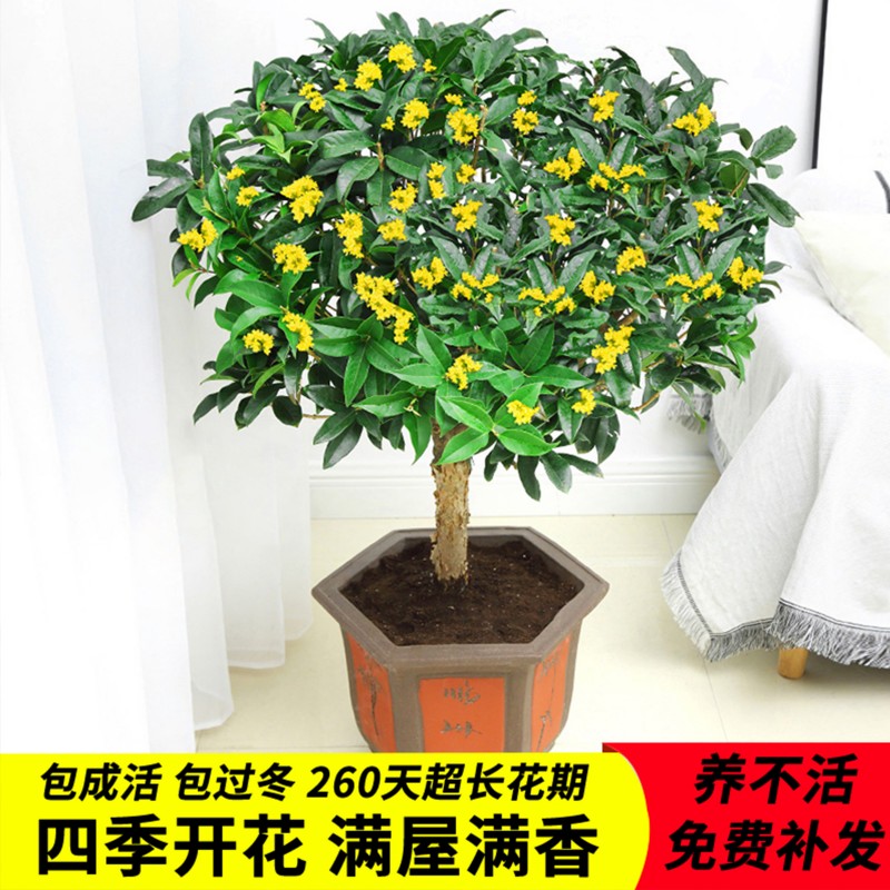 桂花树四季开花满屋漂香