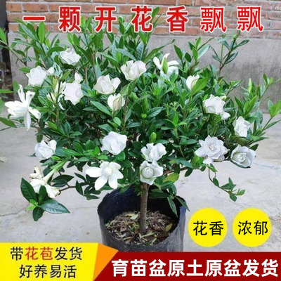 小叶独杆栀子花盆栽重瓣室内外花卉植物绿植浓香型带花苞