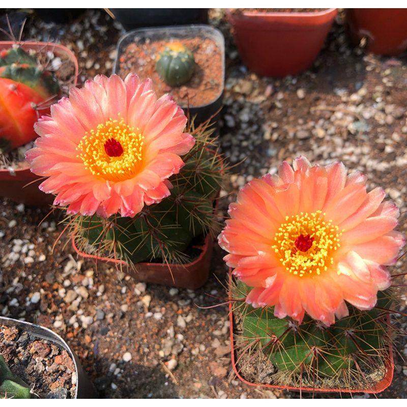 实生仙人球带花苞 红花青王丸 南国玉属室内防辐射多肉植物盆栽