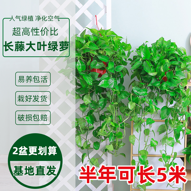 大盆绿萝长藤款绿萝盆栽室内新房吸甲醛垂吊植物爬墙绿植长藤吊兰 鲜花速递/花卉仿真/绿植园艺 绿植 原图主图