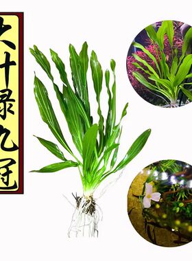 大叶绿九冠鱼缸造景水草活体淡水植物 懒人后景草新手阴性无需CO2