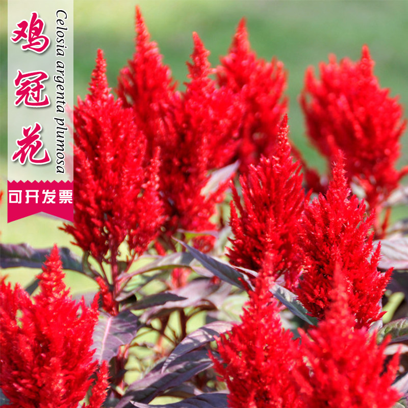 鸡冠花种籽子易种易活冠状鸡冠花种子羽状扇状鸡冠花庭院室外花籽