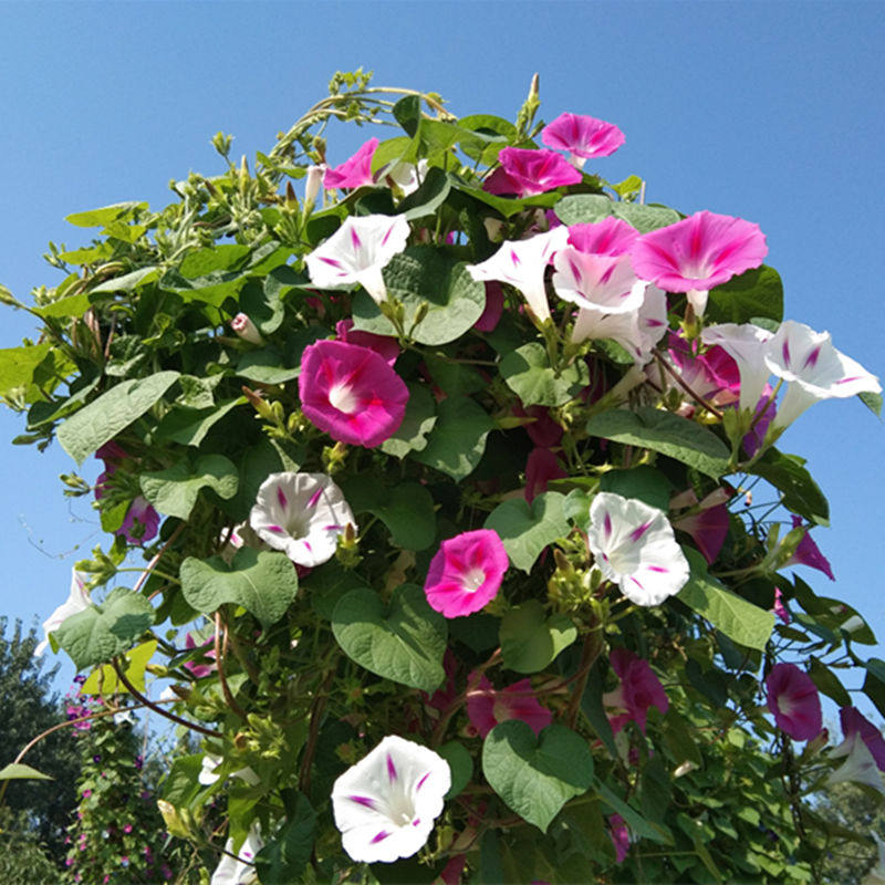 大花牵牛花喇叭花种子牵牛花花籽花海盆栽特大爬藤植物花卉