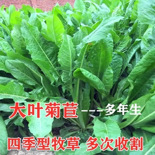 菊苣种籽大叶多年生喂猪菜种子牛羊鱼鸡鸭鹅爱吃的牧草种子兔子草