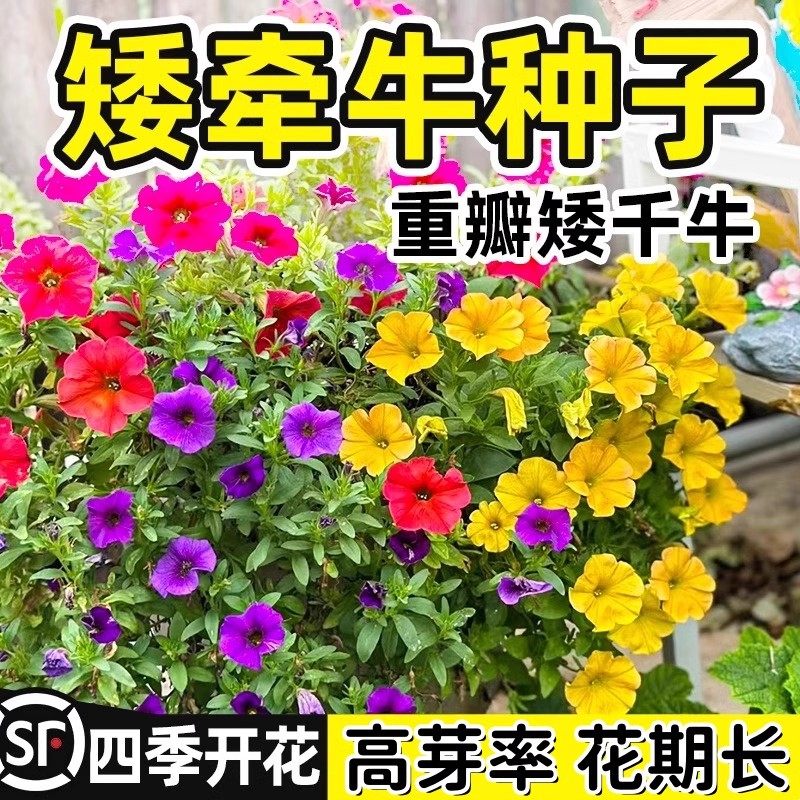 念菓多矮牵牛花种子垂吊盆栽