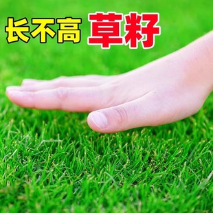 草坪草籽四季常青护坡狗牙根马尼拉地毯草种子百慕大黑麦草种籽孑