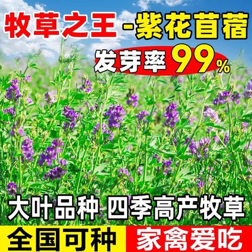 紫花苜蓿草种子鸡牛羊兔鱼饲料