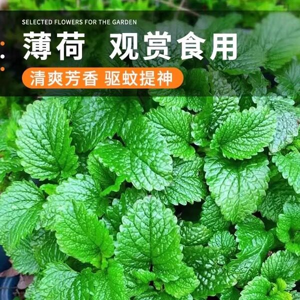 可食用薄荷种籽子室内室外盆栽留兰香柠檬猫薄荷四季播种苗花种子
