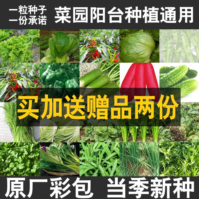 阳台易种植蔬菜种子四季播种菜园庭院春季周期短盆栽籽9.9元包邮