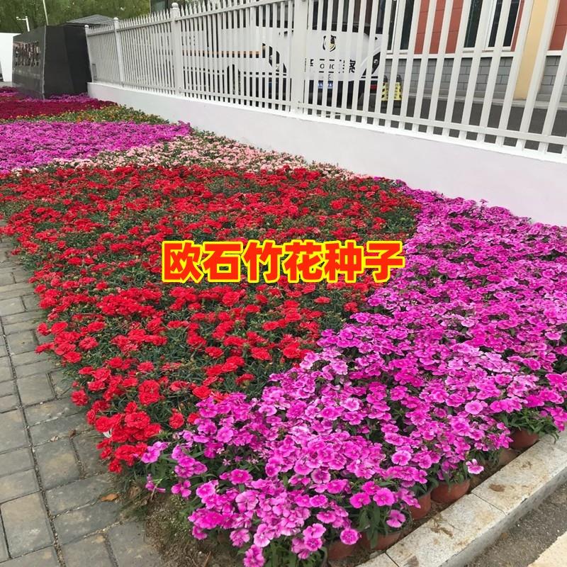 欧石竹初吻花籽五彩石竹种子四季播种开花美国石竹耐寒矮生花种籽