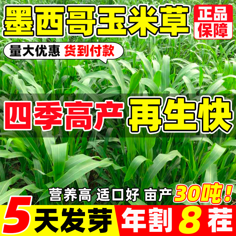 四季高产墨西哥玉米草种籽进口高丹苏丹草鸡鸭鹅牛羊鱼草牧草种子