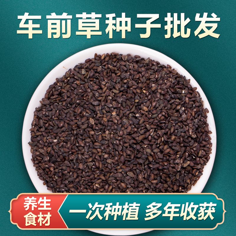 中药材车前草种籽新鲜车前子种子种植苗四季播种阳台盆栽籽 - 封面