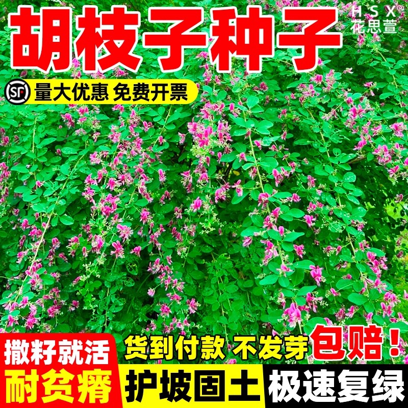 亚安谷艾草种子四季易种