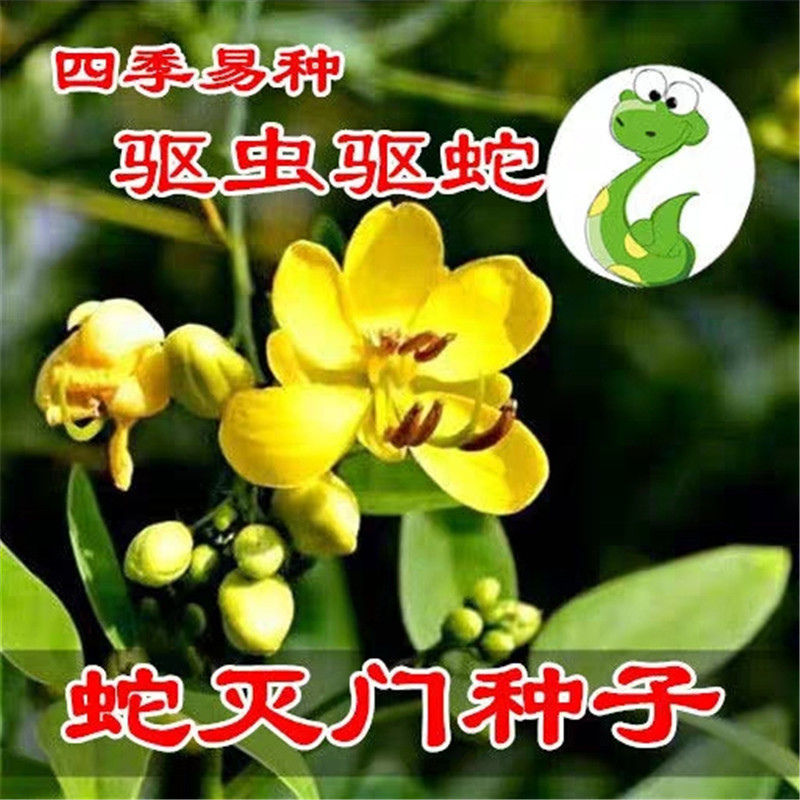 蛇灭门种子孑驱蛇奇花驱虫驱蚊草花种籽庭院阳台盆栽花卉四季易种 鲜花速递/花卉仿真/绿植园艺 家庭园艺种子 原图主图