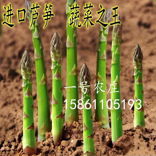 高产多年生蔬菜芦笋种子孑阳台四春季...