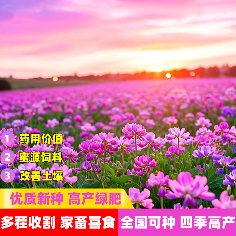 紫云英种籽四季高产牧草绿化红花草籽绿肥蜜源花海植物家禽草种子