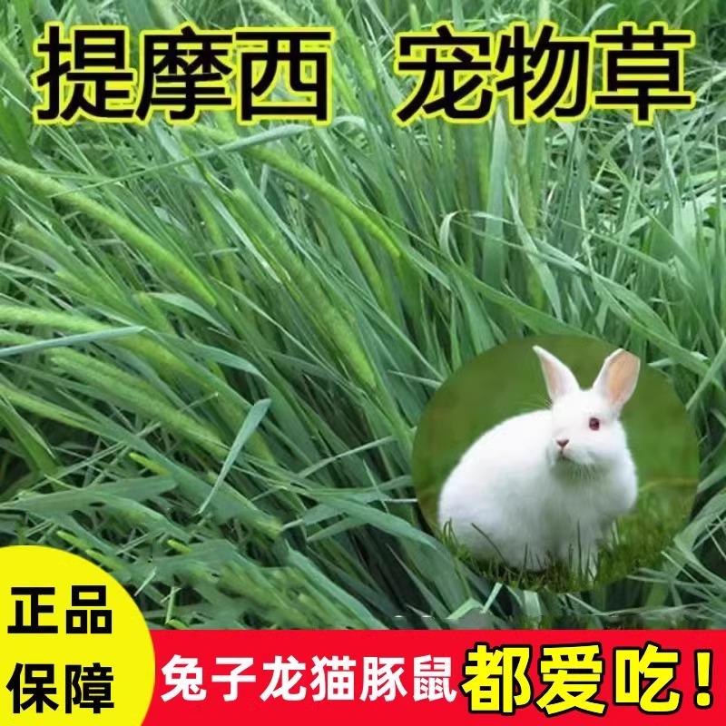 食用草种提米西牧草兔子提摩西