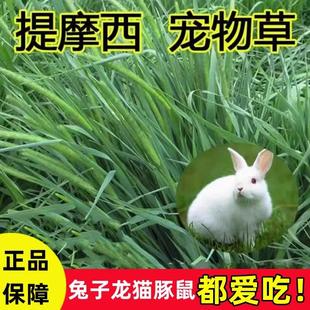 提摩西草种籽兔子专用牧草豚鼠荷兰猪龙猫干草食用草籽多年生种子