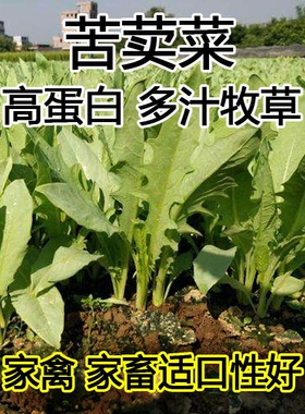 高产苦荬菜种子养鹅牧草草籽鱼猪鸡鸭鹅苦麻菜苦麦菜苦买菜苦卖菜
