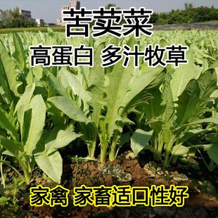 高产苦荬菜种子养鹅牧草草籽鱼猪鸡鸭鹅苦麻菜苦麦菜苦买菜苦卖菜