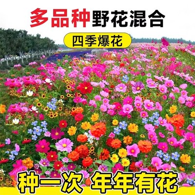 耐寒多年矮生野花组合波斯