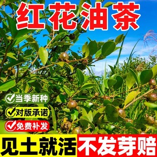 新采 茶花种子 油茶种子 茶子树 茶油树红花油茶白花茶耐冬大果籽