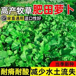 肥田萝卜种子耐寒耐旱天然果园绿肥种籽蜜源固氮抑制杂草畜牧养殖