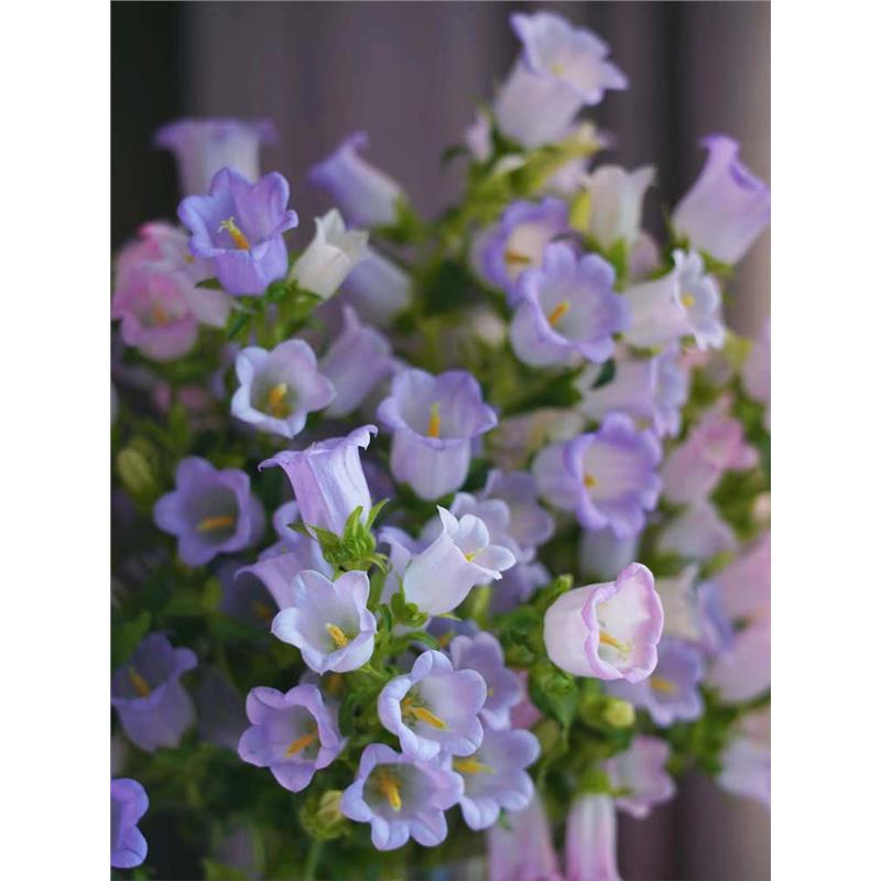 风铃草花种室内外四季播开