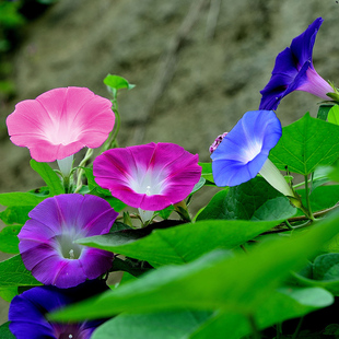 爬藤大牵牛花种子攀援室内阳台盆栽开花卉四季春季种植喇叭花籽孑