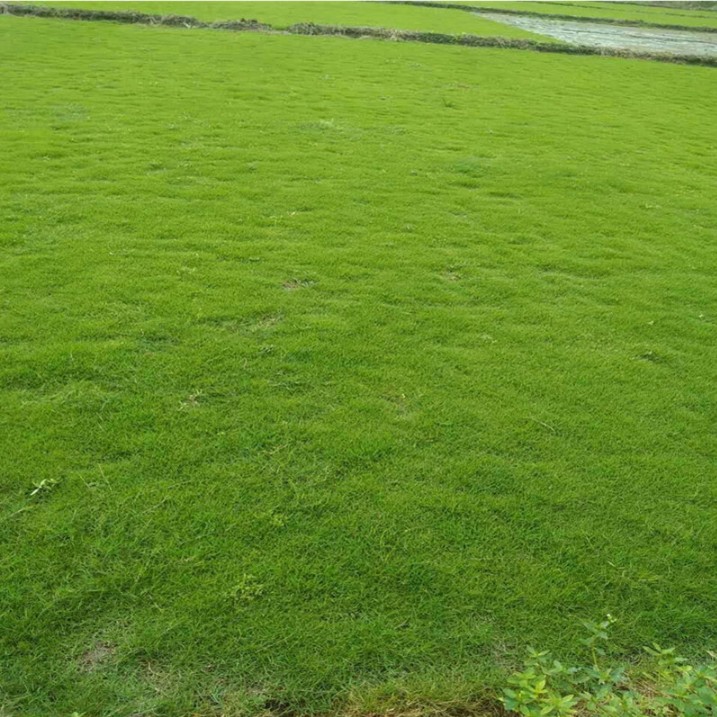 天鹅绒细柔剪股颖草坪种子四季常青草皮免修剪高档草籽矮生草坪籽