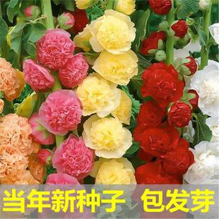 重瓣蜀葵种子 阳台矮杆矮生切花单瓣锦葵种籽春秋播户外一丈红花