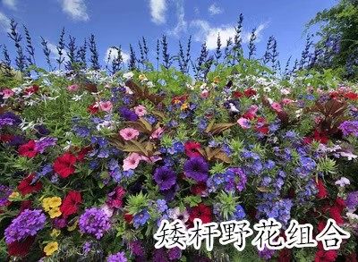 多年生野花组合种籽四季开易