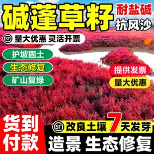 盐地碱蓬草种子湿地沙地盐碱地土质改善治理黄须菜红色翅碱蓬草籽
