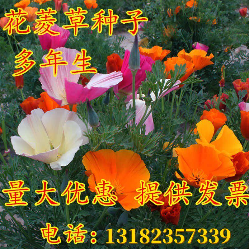 花菱草种子四季种多年生冬季耐寒耐贫瘠花草种子景观花海种子