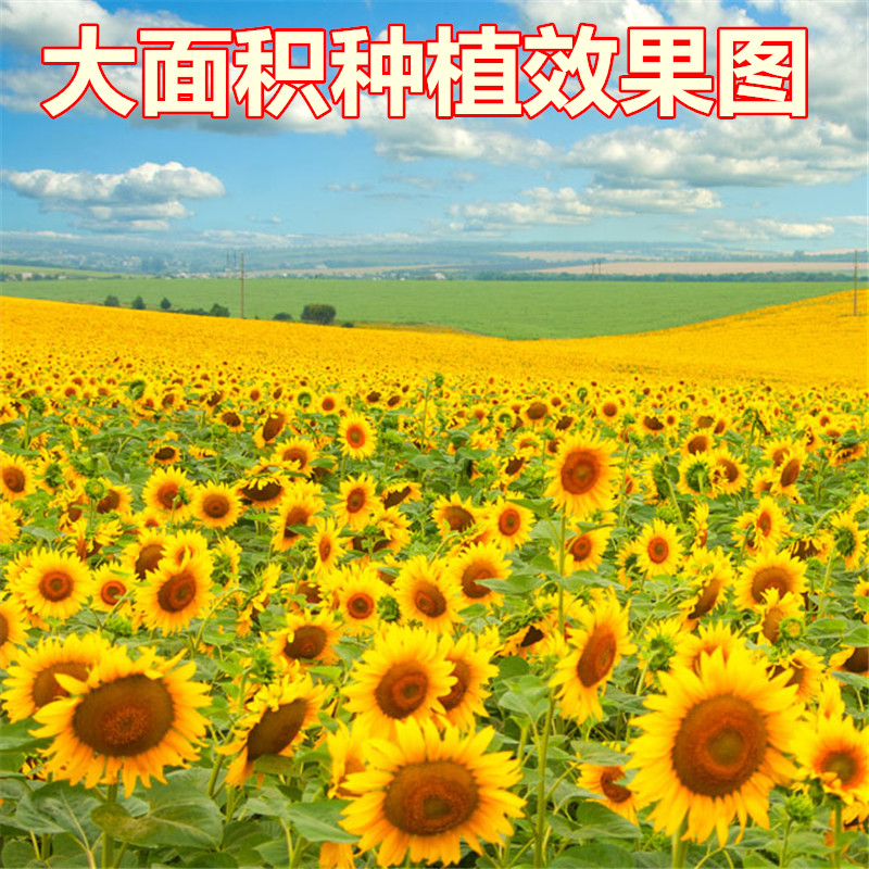 食用观赏矮向日葵种四季易活开花植物室内阳台盆栽庭院耐旱