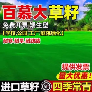 矮生百慕大草籽绿化四季常青露营民宿草皮种籽耐旱耐践踏草坪种子