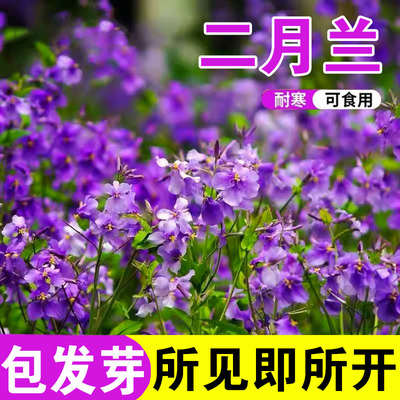 二月兰花种籽诸葛菜子耐阴