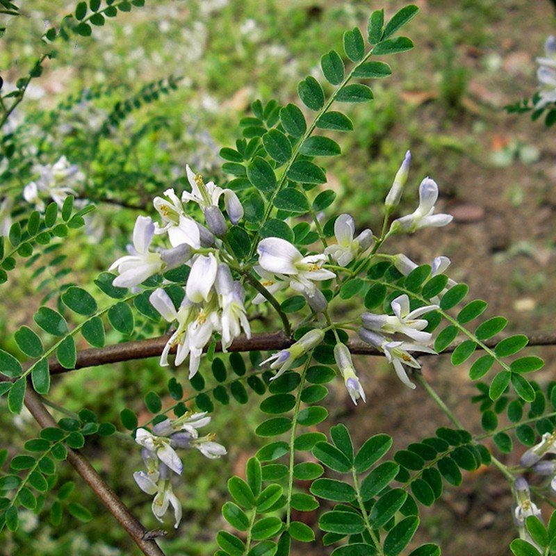 苦刺花种子狼牙刺种籽铁马胡烧种子白刺花种孑护坡灌木种籽4