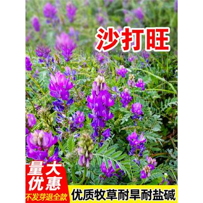 沙打旺种子多年生牧草籽四