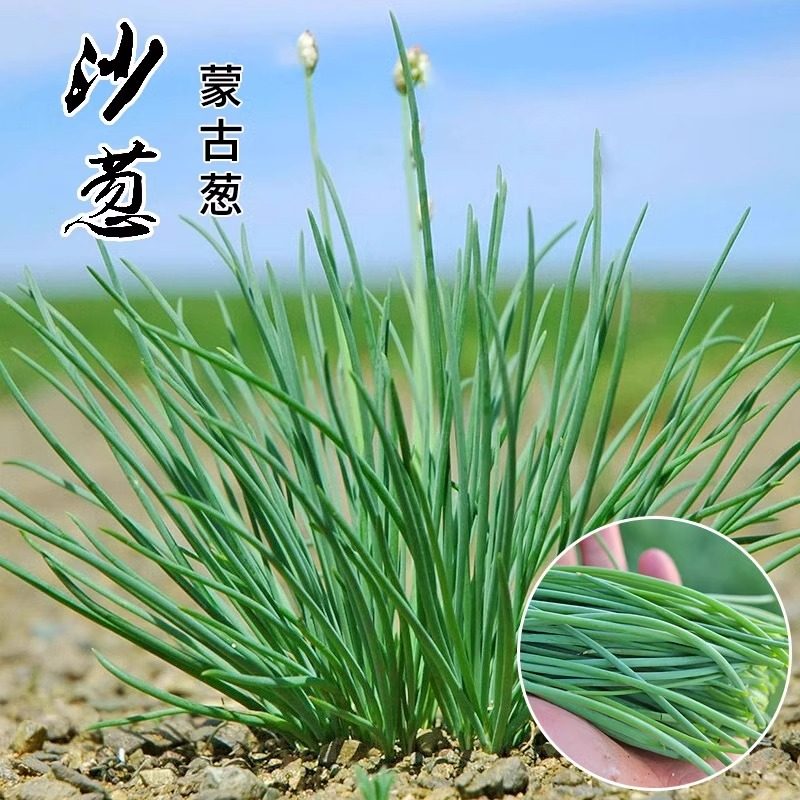 沙葱种子内蒙古韭葱种籽胡葱耐寒耐旱香葱四季播特色蔬菜种孑 - 实物图