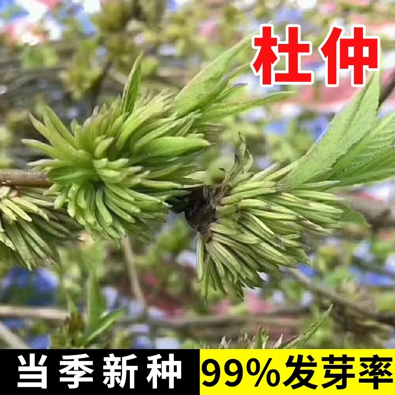 精选杜仲种子杜仲树种子新采杜仲种籽中药材杜仲丝棉皮胶树多年生