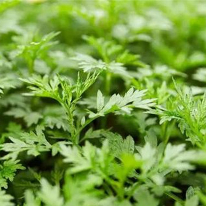 梅州客乡味 新鲜现摘 艾草叶 艾蒿 食令蔬菜 四季食用 艾菜