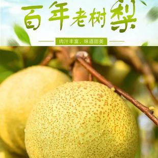 新鲜应季水果酥梨现摘现发宁陵金顶谢花酥梨百年老梨树现发包邮