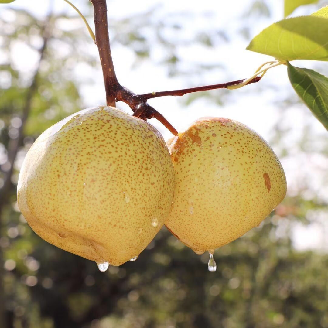 正宗宁陵酥梨应季新鲜非砀山酥梨现摘水果包邮