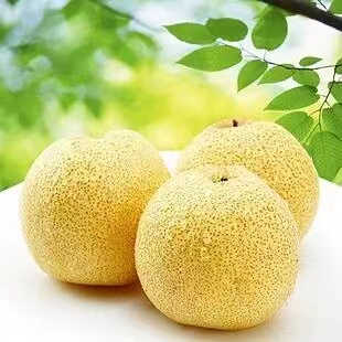 新鲜薄皮水果酥梨宁陵百年老树十斤包邮