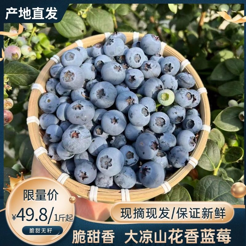 四川大凉山高山正宗花香蓝莓现摘新鲜蓝莓孕妇水果脆香甜礼盒桶装